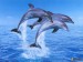 [obrazky.4ever.sk] delfin, voda, skok, plutva 4076906.jpg