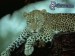 [obrazky.4ever.sk] leopard, mackovita selma, zviera 7107768.jpg