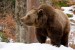 Ursus-arctos--medved-hnedy-.jpeg